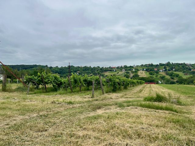 Zamárdi felett a szőlőben