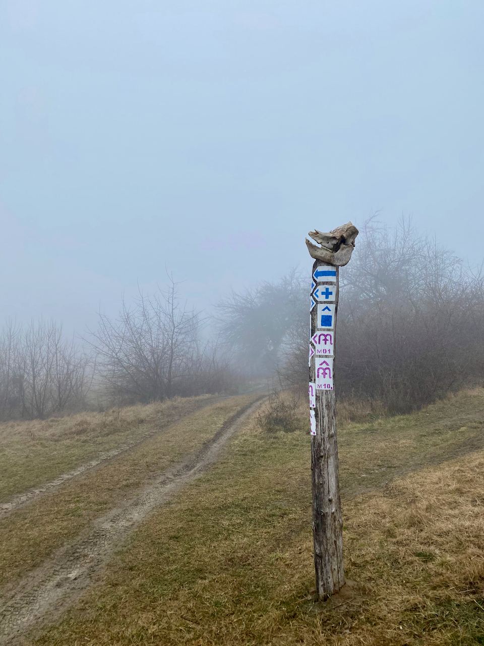 Motiváció az erdő szélén