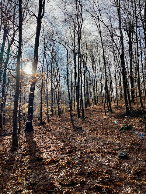 Bükkös kör #1 2019. december