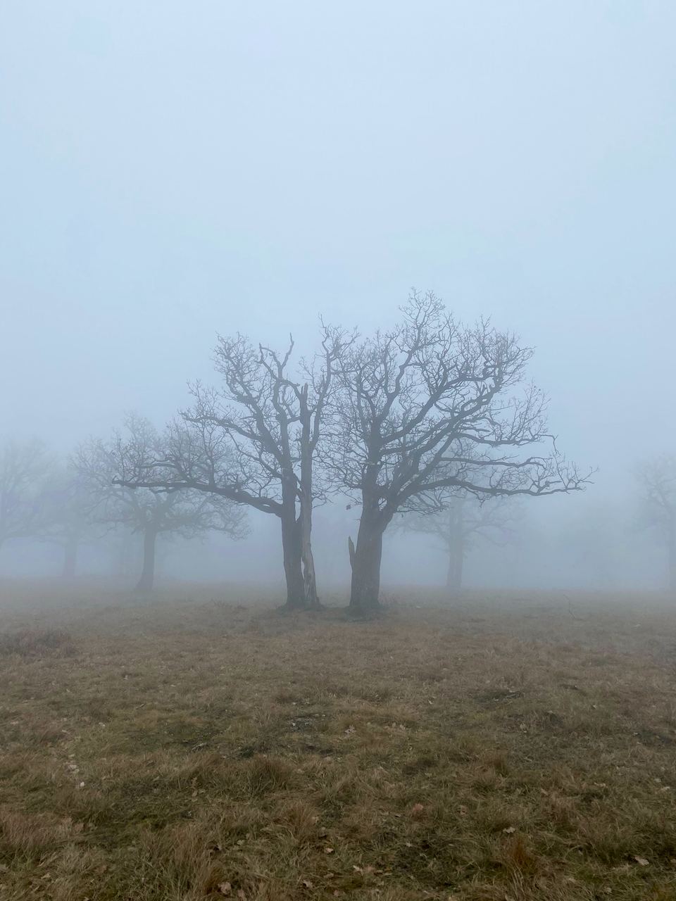 Nagy-Széna-hegy