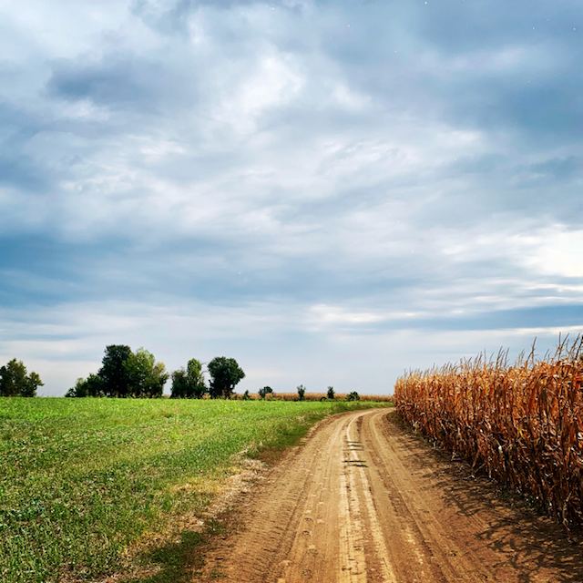 Őszi színek a szántóföldönFotó: Balatoni Bernadett