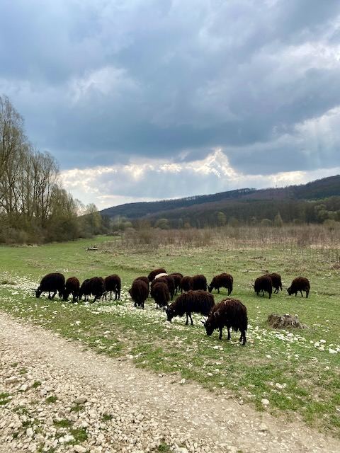 Rackák