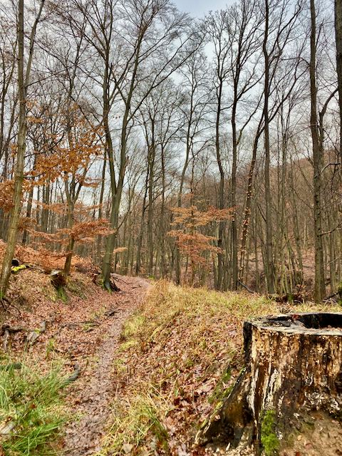 Bükkös kör #1 2019. december